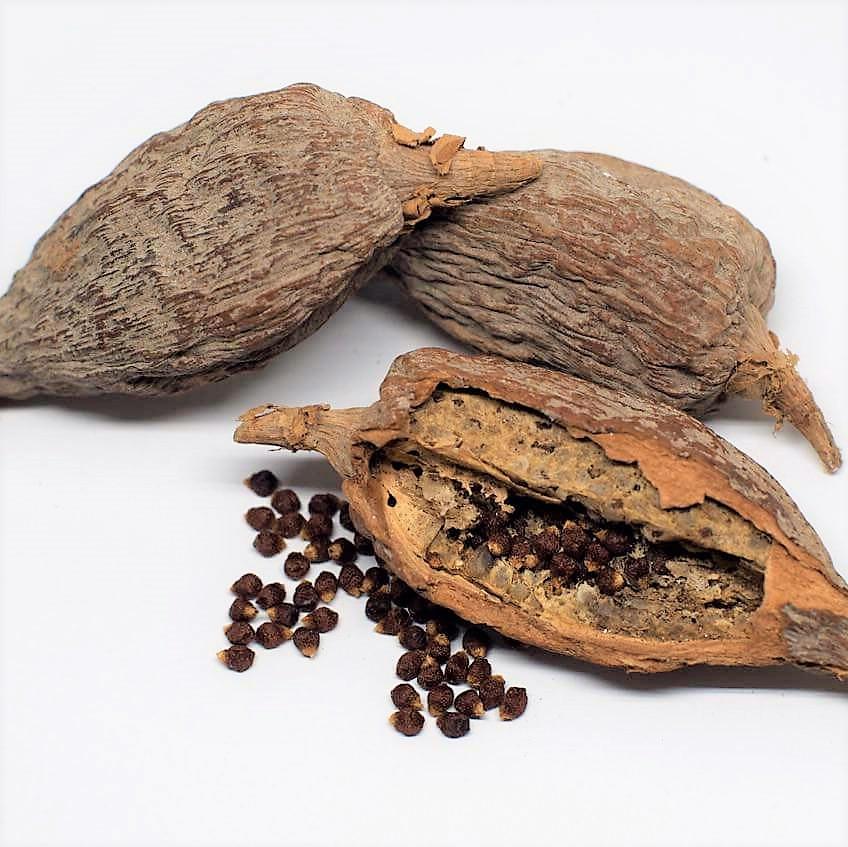 Alligator Pepper - Image 2