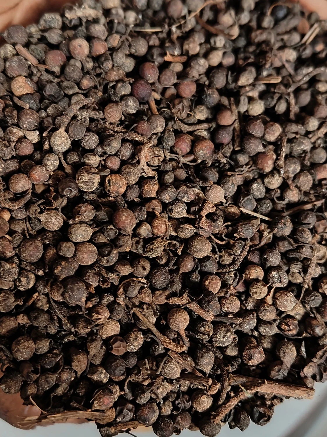 Uziza/Iyere Seed - Image 2
